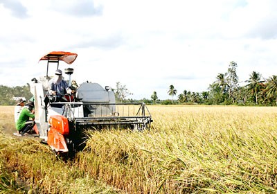 Farmers harvest rice in the Mekong Delta (Photo: SGGP) Farmers harvest rice in the Mekong Delta (Photo: SGGP)